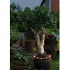 Proiector exterior SPINETOLI 2 900117