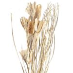 Floare uscată SENNETERRE 428051 - imagine 2